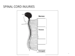 Comprehensive Overview of Head and Spinal Cord Injuries: Anatomy ...