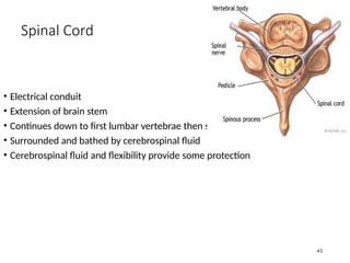 Comprehensive Overview of Head and Spinal Cord Injuries: Anatomy ...