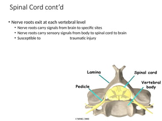 Comprehensive Overview of Head and Spinal Cord Injuries: Anatomy ...