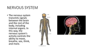 NERVOUS SYSTEM
• The nervous system
transmits signals
between the brain
and the rest of the
body, including
internal organs. In
this way, the
nervous system's
activity controls the
ability to move,
breathe, see, think,
and more.
 