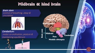 Cns Introduction Comprehensive Overview of the Central Nervous System: Structure ...