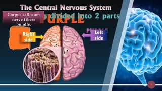 Comprehensive Overview of the Central Nervous System: Structure ...