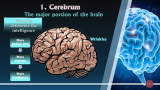 Comprehensive Overview of the Central Nervous System: Structure ...