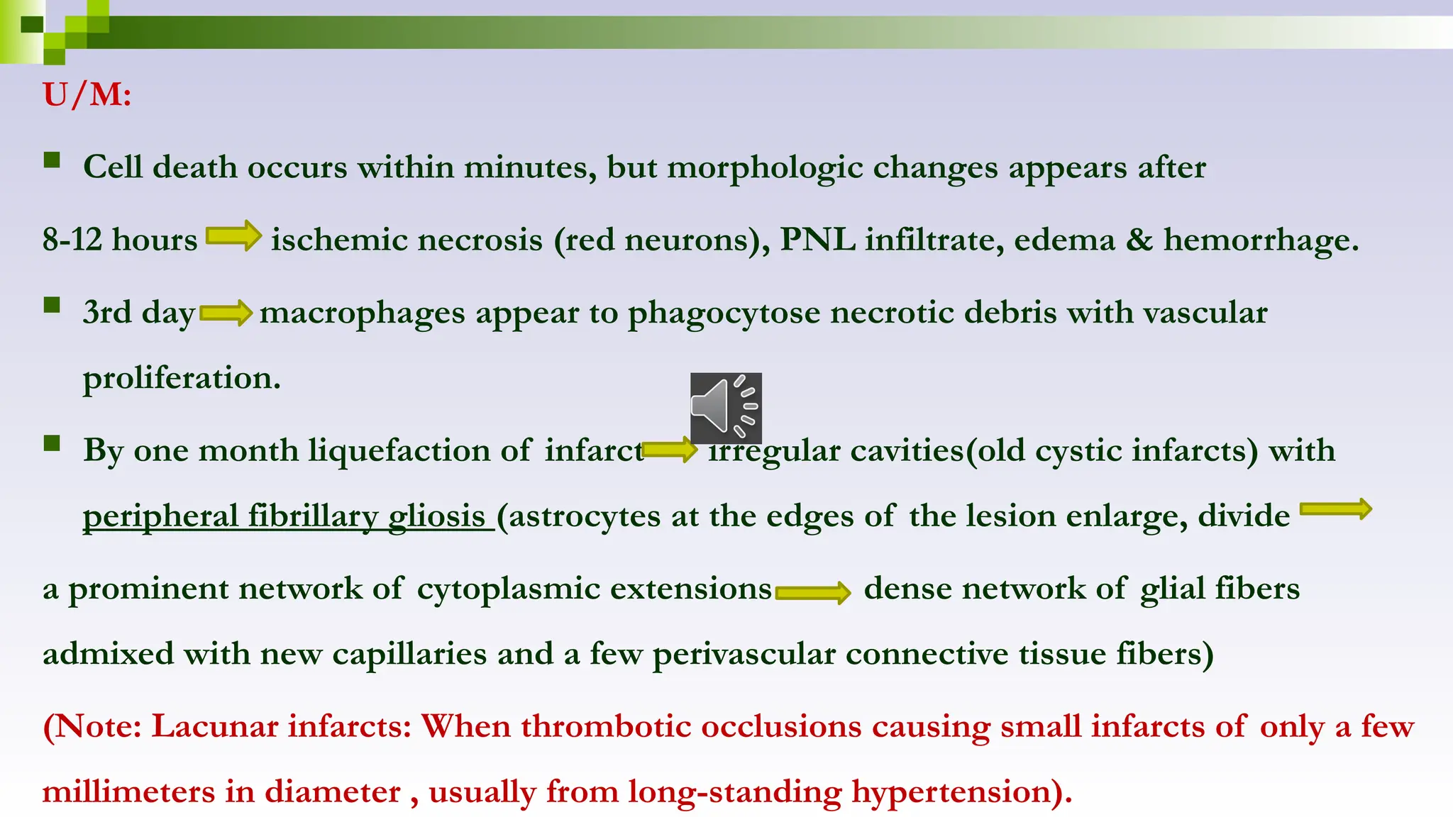 U/M:
 Cell death occurs within minutes, but morphologic changes appears after
8-12 hours ischemic necrosis (red neurons), PNL infiltrate, edema & hemorrhage.
 3rd day macrophages appear to phagocytose necrotic debris with vascular
proliferation.
 By one month liquefaction of infarct irregular cavities(old cystic infarcts) with
peripheral fibrillary gliosis (astrocytes at the edges of the lesion enlarge, divide
a prominent network of cytoplasmic extensions dense network of glial fibers
admixed with new capillaries and a few perivascular connective tissue fibers)
(Note: Lacunar infarcts: When thrombotic occlusions causing small infarcts of only a few
millimeters in diameter , usually from long-standing hypertension).
 