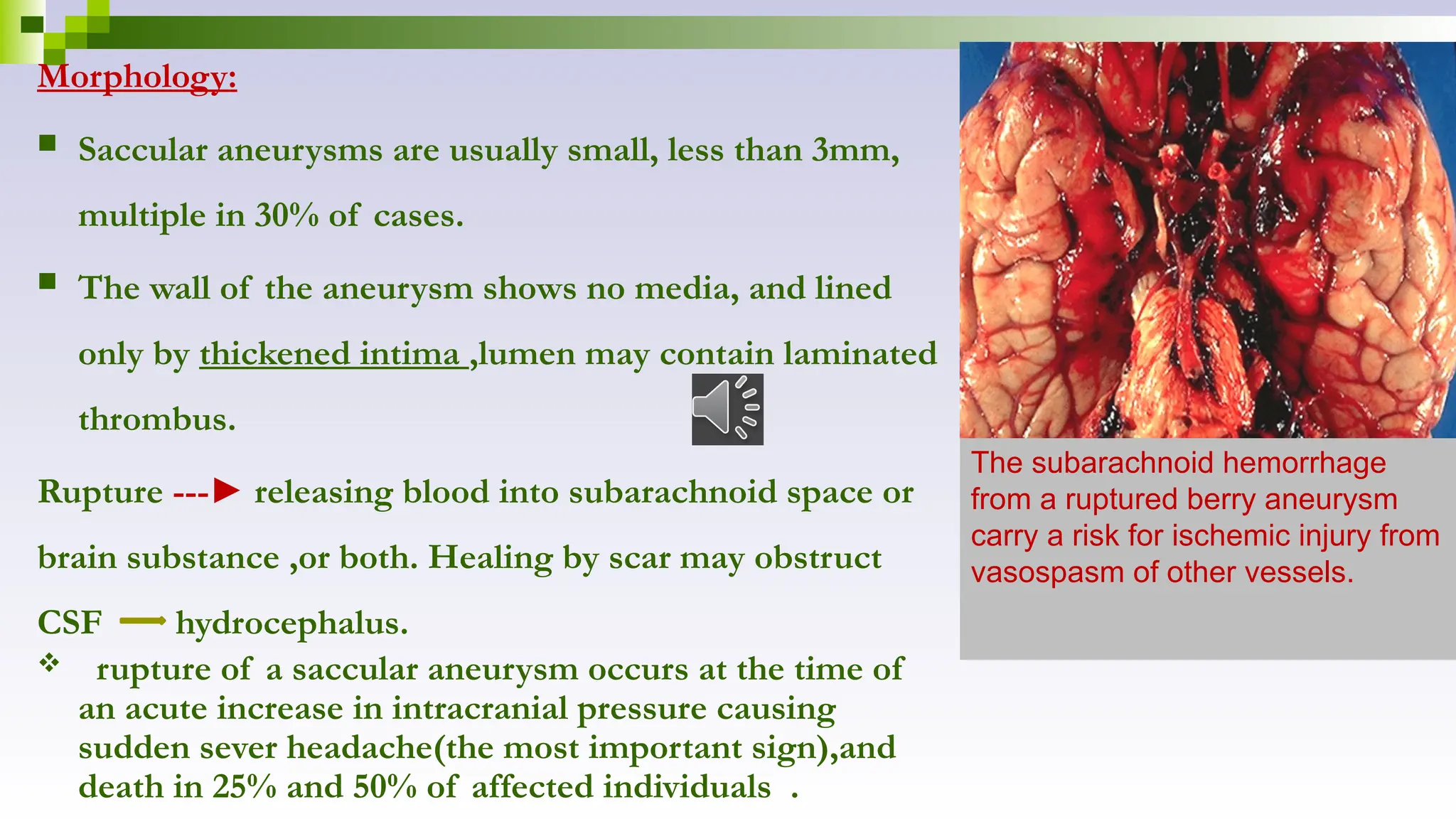 Morphology:
 Saccular aneurysms are usually small, less than 3mm,
multiple in 30% of cases.
 The wall of the aneurysm shows no media, and lined
only by thickened intima ,lumen may contain laminated
thrombus.
Rupture ---► releasing blood into subarachnoid space or
brain substance ,or both. Healing by scar may obstruct
CSF hydrocephalus.
 rupture of a saccular aneurysm occurs at the time of
an acute increase in intracranial pressure causing
sudden sever headache(the most important sign),and
death in 25% and 50% of affected individuals .
The subarachnoid hemorrhage
from a ruptured berry aneurysm
carry a risk for ischemic injury from
vasospasm of other vessels.
 
