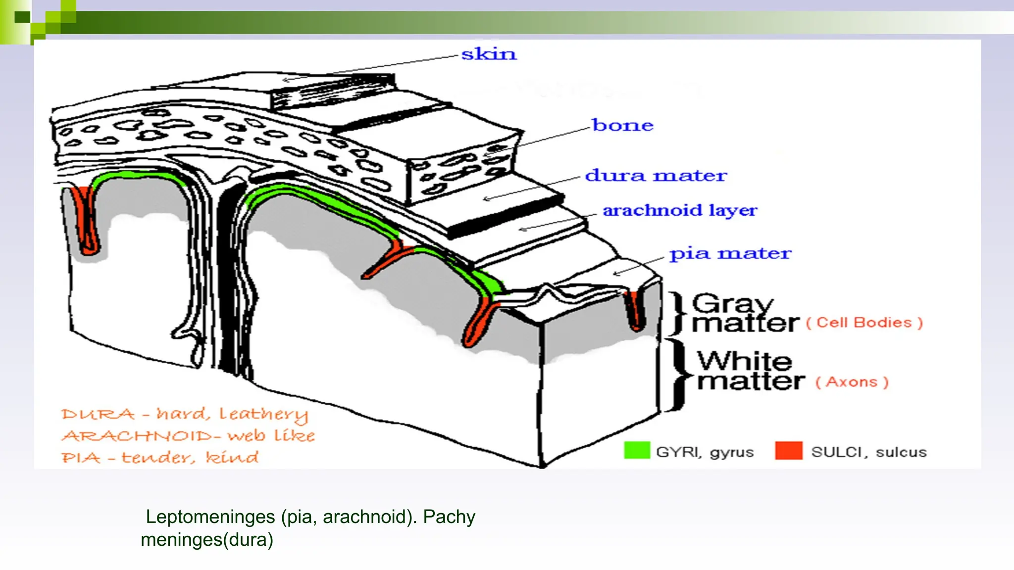 Leptomeninges (pia, arachnoid). Pachy
meninges(dura)
 