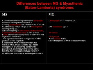 Differences between MG & Myasthenic (Eaton-Lamberts) syndrome:     MS MG 1.Autoimmune immunological attack on  presynaptic  membrane limiting the release of ACH. 2.Mosrly  paraneoplastic  : in 2/3 of cases due to oat cell Ca. of the lungs > 40 ys . of age & 1/3  non neoplastic  occuring at any age. 3.Realative sparing of  extra ocular & bulbar muscles . 4.Autonomic dysfunction occur  in 50% of cases. 5. EMG  shows decreases amplitude of contraction with single nerve stimulation  , but repetitive stimulation at frequencies > 10htz produces normal amplitude. 6. Treatment: ACH estrase inhibitors has minimal effect. Paraneoplastic type needs management of underlying cancer with guanidine & diaminopyridine having some benefits. For nonneoplastic type steroids + atzathioprine  can control immuologocal attack.   1. Postsynaptic  ACH receptors Abs.     2.All  autoimmune  type 3.       3.Common .   4.Not present,   5.Just  contrary  to that. 6.Good response to ACH estrase inhibitors.           