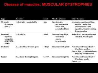 Disease of muscles: MUSCULAR DYSTROPHIES       Type Genetics onset Muscles affected Other features Myotonic dystrophy (DM1) AD; triplet repeat chr19q Any Face (ptosis), sternomastoids, distal limb, generalised later Myotonia, cognitive dulling, cardiac conduction abnormalities, lens opacities, frontal balding, hypogonadism Proximal myotonic myopathy (PROMM; DM2) AD; chr 3q Adult Proximal, esp thigh, sometimes muscle hypertrophy As for DM1 but cognition not affected, Muscle pain Duchenne XL; deletd dystrophin gene 1st 5ys Proximal/ limb girdle Pseudohypertrophy of calves Cardiomyopathy, Gower sign +ve:patient climbs thigh by hand to stand Becker XL; deled dystrophin gene LC/EA Proximal/limb girdle Pseudohypertrophy of calves Cardiomyopathy Gower +ve. 