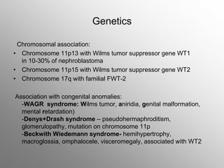 Genetics
Chromosomal association:
• Chromosome 11p13 with Wilms tumor suppressor gene WT1
in 10-30% of nephroblastoma
• Chromosome 11p15 with Wilms tumor suppressor gene WT2
• Chromosome 17q with familial FWT-2
Association with congenital anomalies:
-WAGR syndrome: Wilms tumor, aniridia, genital malformation,
mental retardation)
-Denys+Drash syndrome – pseudohermaphroditism,
glomerulopathy, mutation on chromosome 11p
-Beckwith Wiedemann syndrome- hemihypertrophy,
macroglossia, omphalocele, visceromegaly, associated with WT2
 