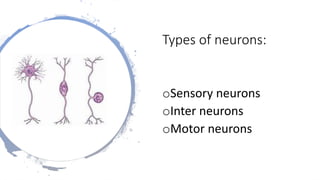Types of neurons:
oSensory neurons
oInter neurons
oMotor neurons
 