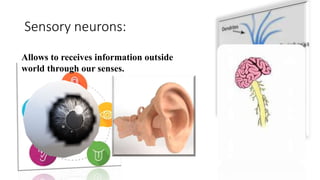 Sensory neurons:
Allows to receives information outside
world through our senses.
 