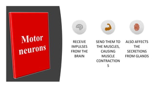 RECEIVE
IMPULSES
FROM THE
BRAIN
SEND THEM TO
THE MUSCLES,
CAUSING
MUSCLE
CONTRACTION
S
ALSO AFFECTS
THE
SECRETIONS
FROM GLANDS
 