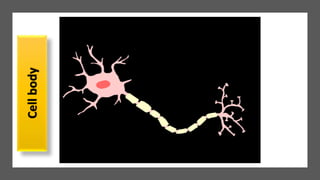 Cellbody
 