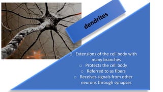o Extensions of the cell body with
many branches
o Protects the cell body
o Referred to as fibers
o Receives signals from other
neurons through synapses
 