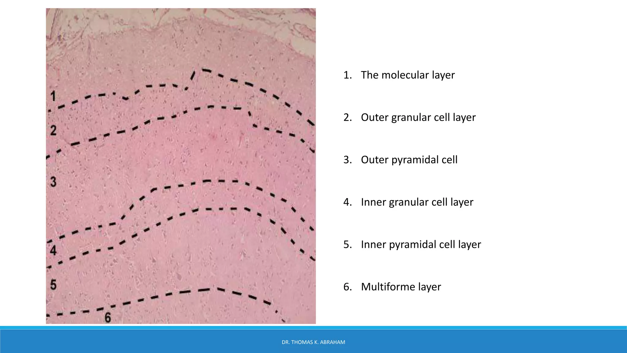 CNS normal histology | PPTX