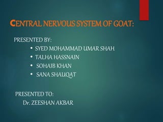CENTRAL NERVOUS SYSTEM OF GOAT:
PRESENTED BY:
• SYED MOHAMMAD UMAR SHAH
• TALHA HASSNAIN
• SOHAIB KHAN
• SANA SHAUQAT
PRESENTED TO:
Dr. ZEESHAN AKBAR
 