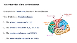 Motor Area Function Physiology Central Nervous System part I.pptx
