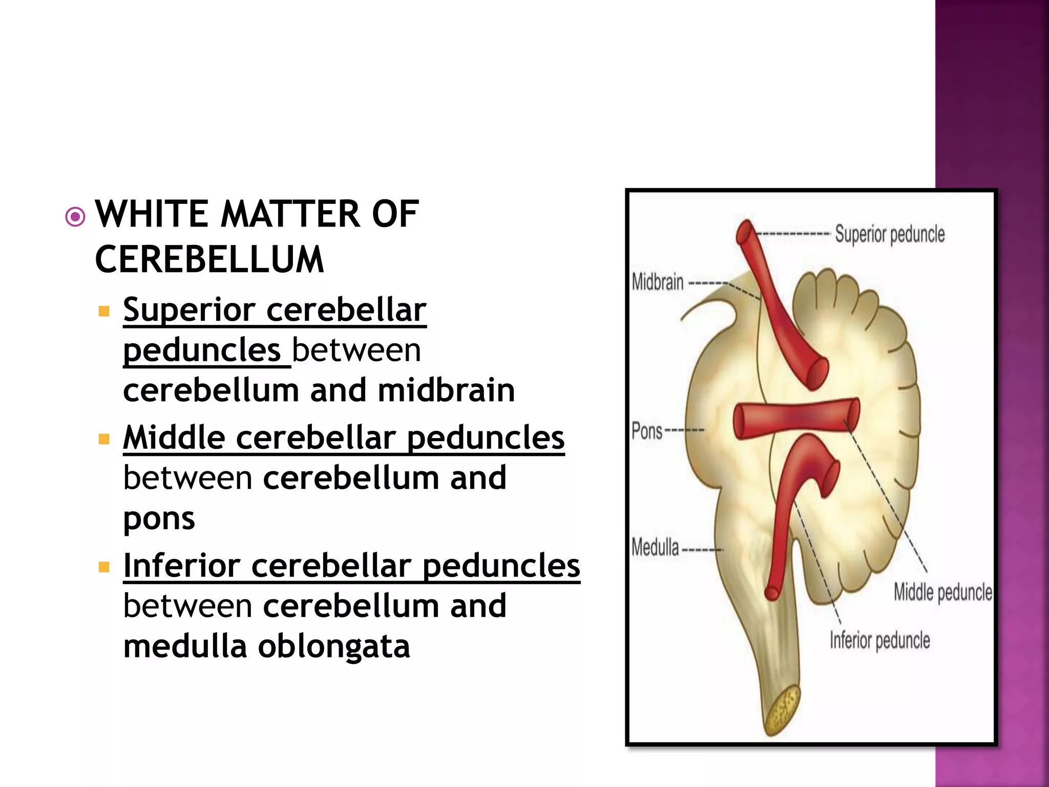  WHITE MATTER OF
CEREBELLUM
 Superior cerebellar
peduncles between
cerebellum and midbrain
 Middle cerebellar peduncles
between cerebellum and
pons
 Inferior cerebellar peduncles
between cerebellum and
medulla oblongata
 