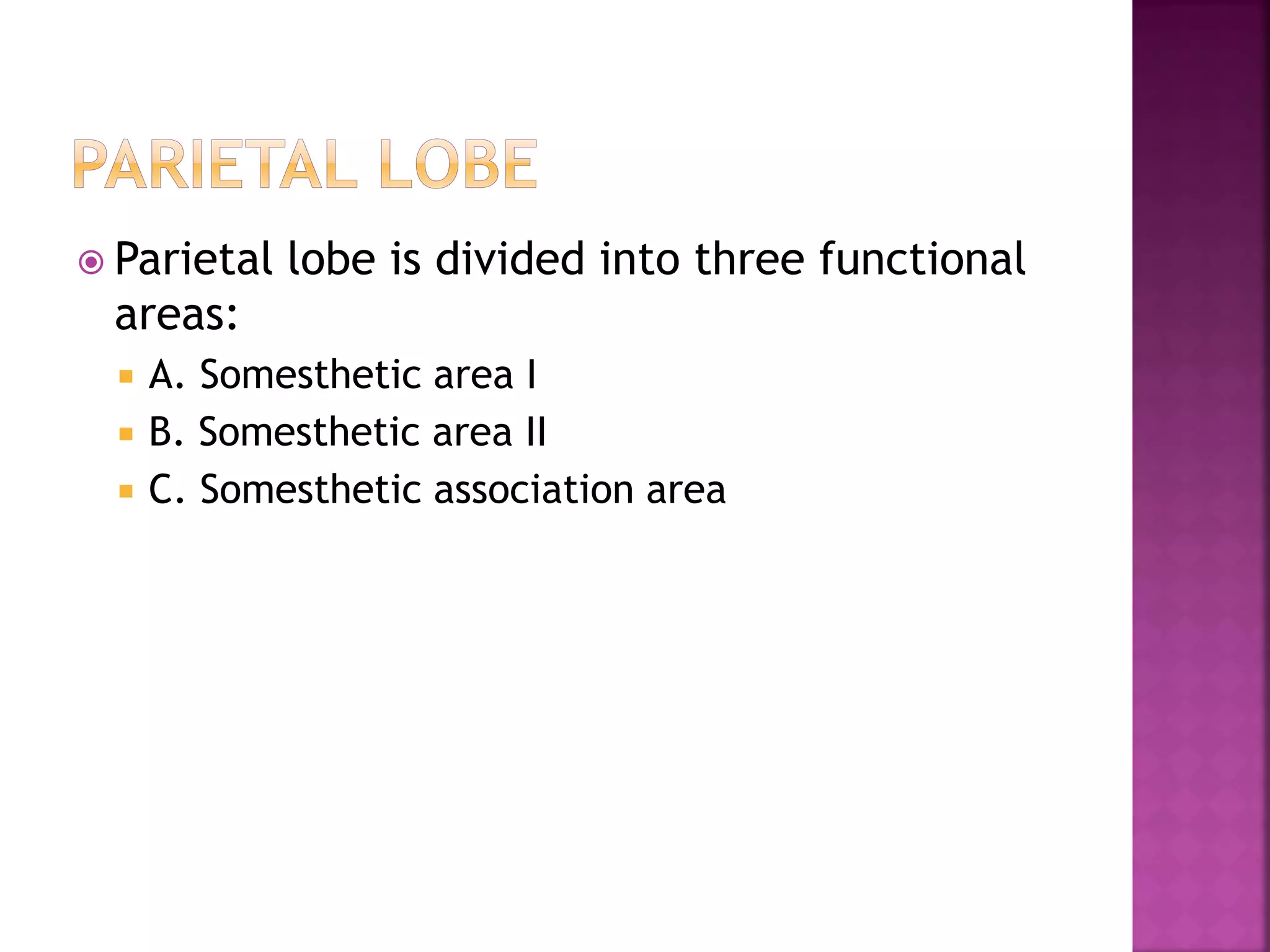  Parietal lobe is divided into three functional
areas:
 A. Somesthetic area I
 B. Somesthetic area II
 C. Somesthetic association area
 