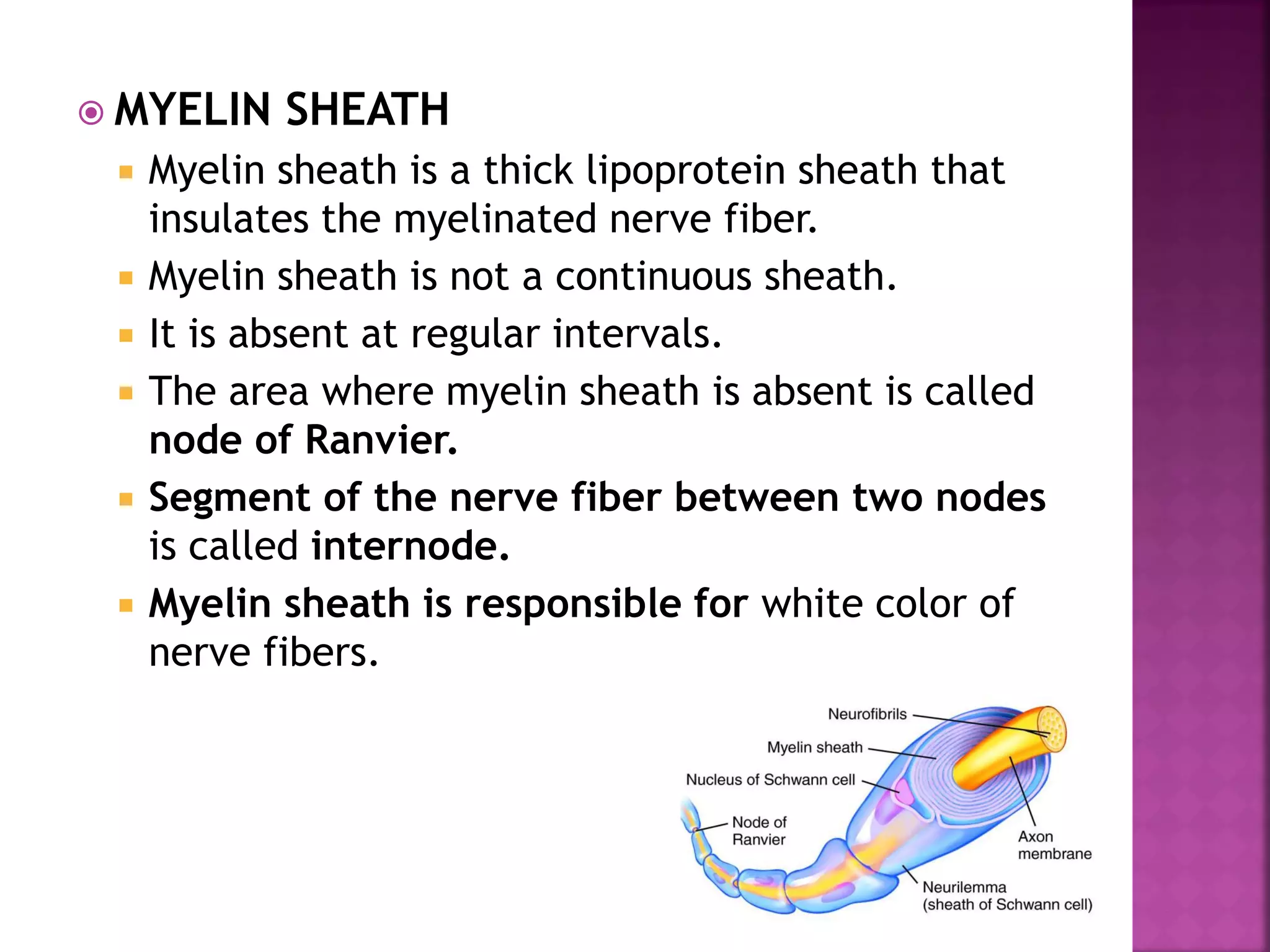  MYELIN SHEATH
 Myelin sheath is a thick lipoprotein sheath that
insulates the myelinated nerve fiber.
 Myelin sheath is not a continuous sheath.
 It is absent at regular intervals.
 The area where myelin sheath is absent is called
node of Ranvier.
 Segment of the nerve fiber between two nodes
is called internode.
 Myelin sheath is responsible for white color of
nerve fibers.
 