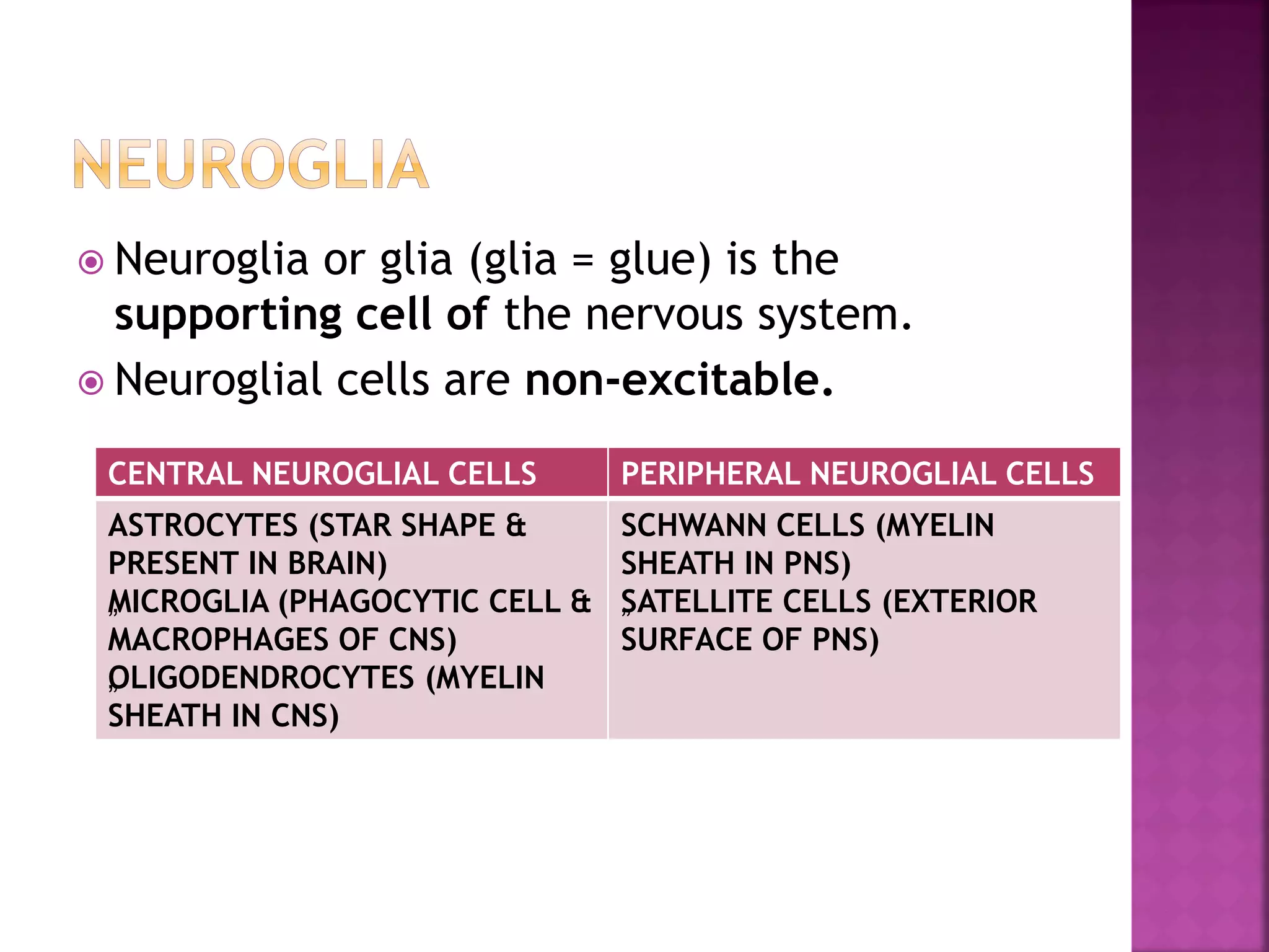  Neuroglia or glia (glia = glue) is the
supporting cell of the nervous system.
 Neuroglial cells are non-excitable.
CENTRAL NEUROGLIAL CELLS PERIPHERAL NEUROGLIAL CELLS
ASTROCYTES (STAR SHAPE &
PRESENT IN BRAIN)
„MICROGLIA (PHAGOCYTIC CELL &
MACROPHAGES OF CNS)
„OLIGODENDROCYTES (MYELIN
SHEATH IN CNS)
SCHWANN CELLS (MYELIN
SHEATH IN PNS)
„SATELLITE CELLS (EXTERIOR
SURFACE OF PNS)
 