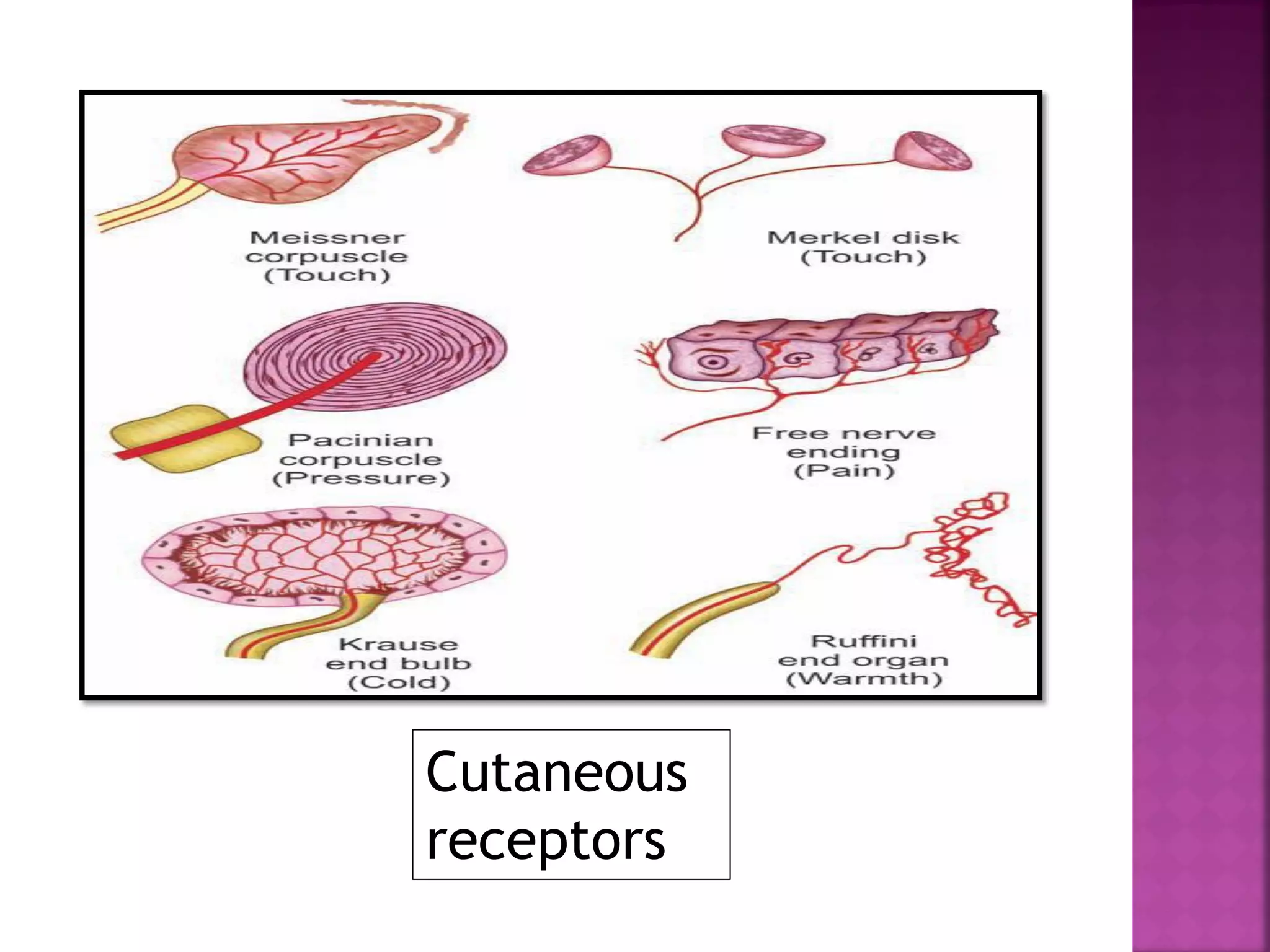 Cutaneous
receptors
 