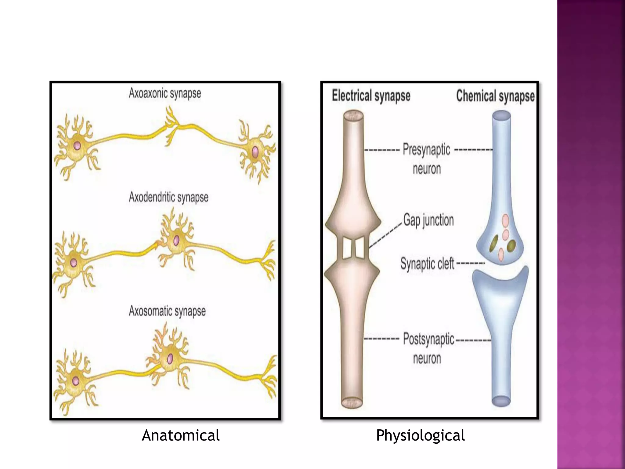 Anatomical Physiological
 
