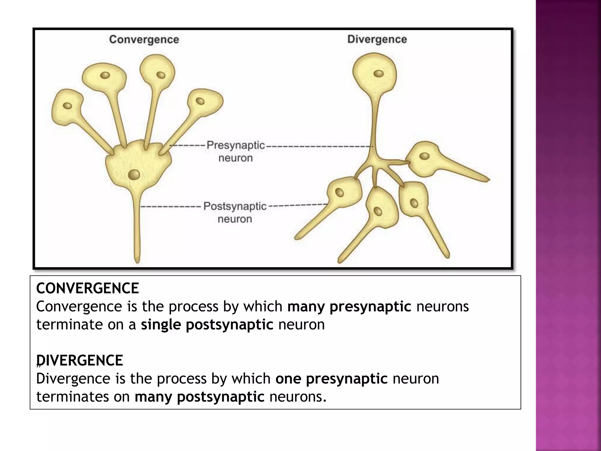 CONVERGENCE
Convergence is the process by which many presynaptic neurons
terminate on a single postsynaptic neuron
„DIVERGENCE
Divergence is the process by which one presynaptic neuron
terminates on many postsynaptic neurons.
 
