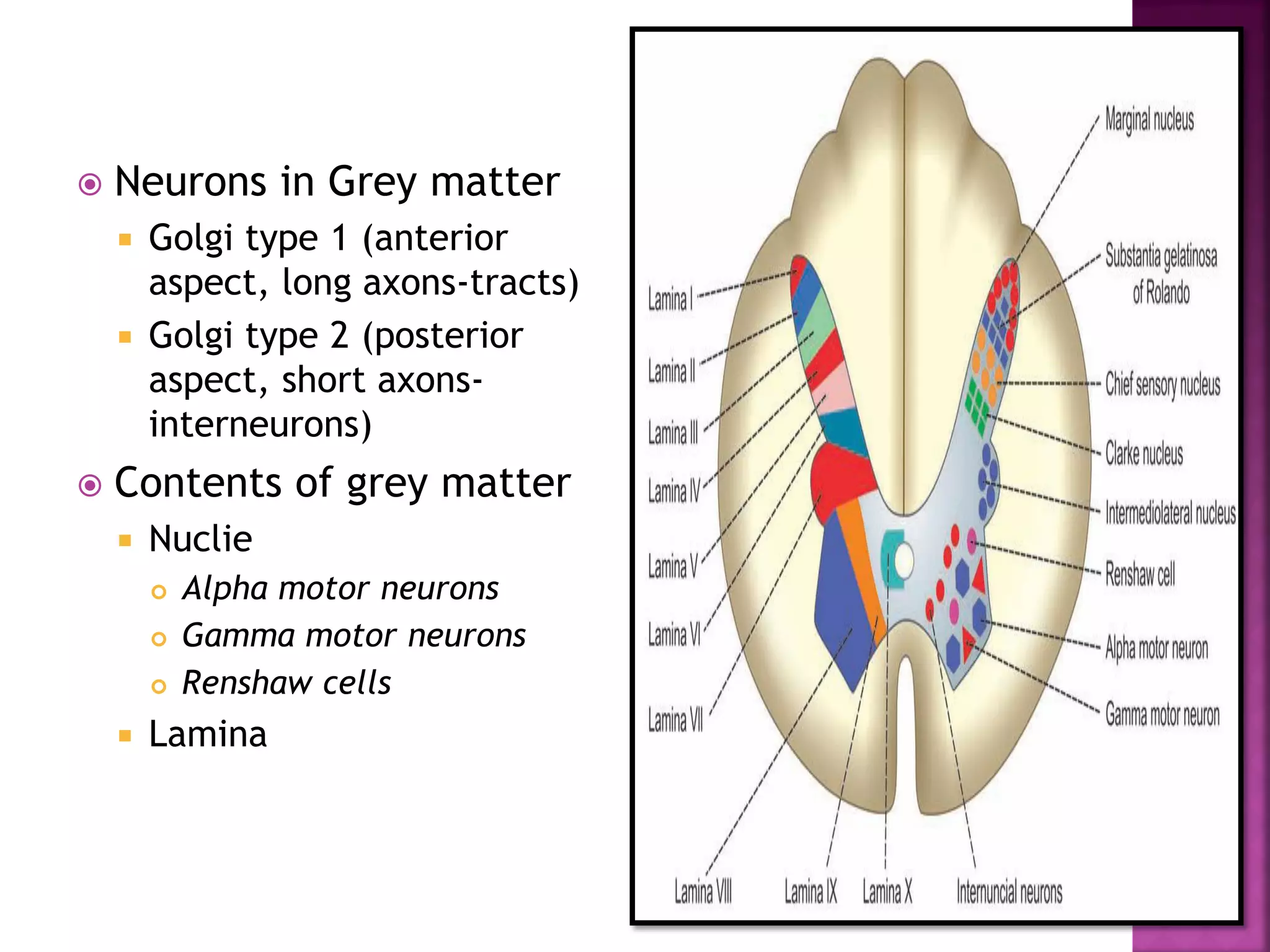  Neurons in Grey matter
 Golgi type 1 (anterior
aspect, long axons-tracts)
 Golgi type 2 (posterior
aspect, short axons-
interneurons)
 Contents of grey matter
 Nuclie
 Alpha motor neurons
 Gamma motor neurons
 Renshaw cells
 Lamina
 
