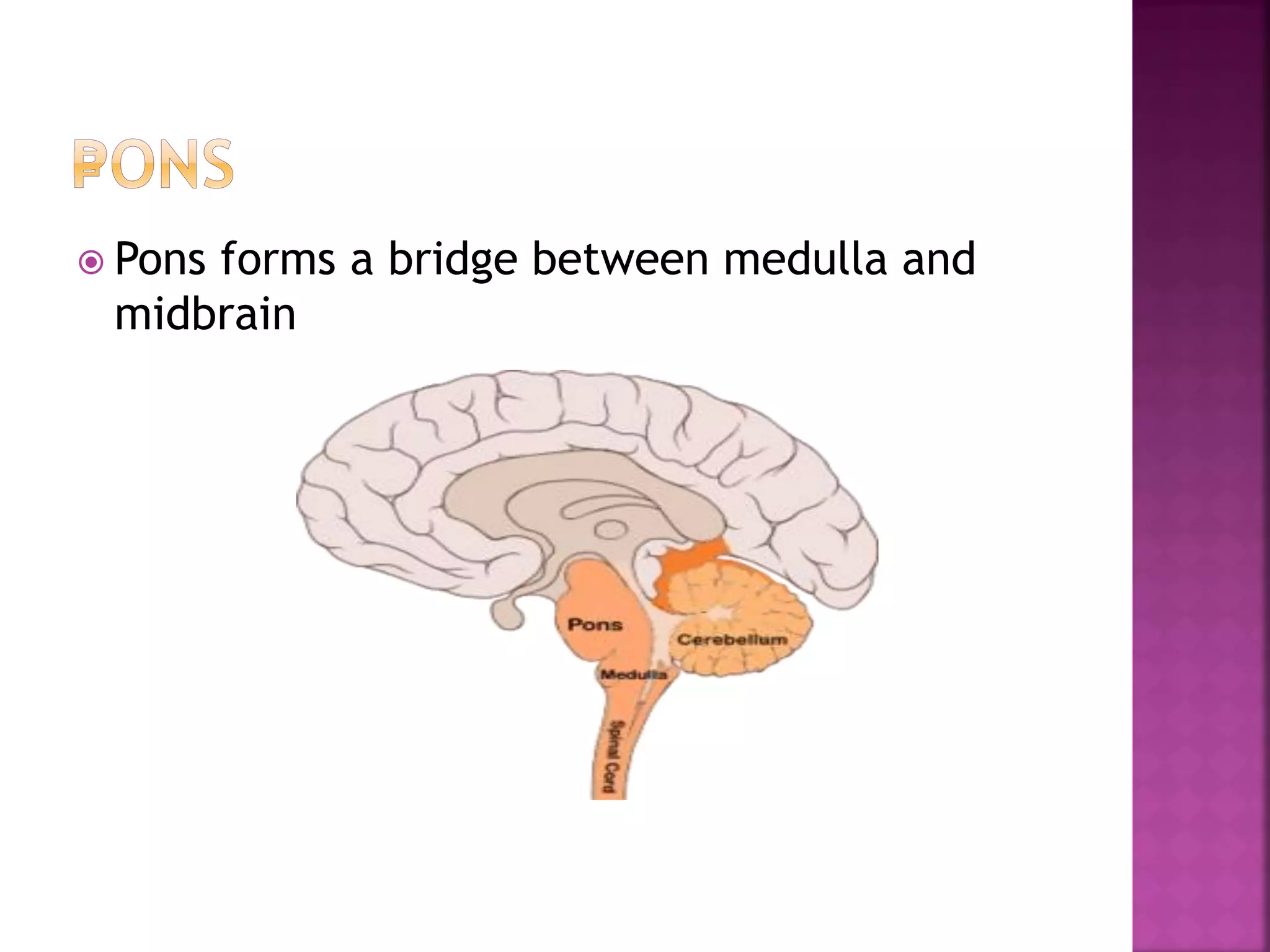  Pons forms a bridge between medulla and
midbrain
 