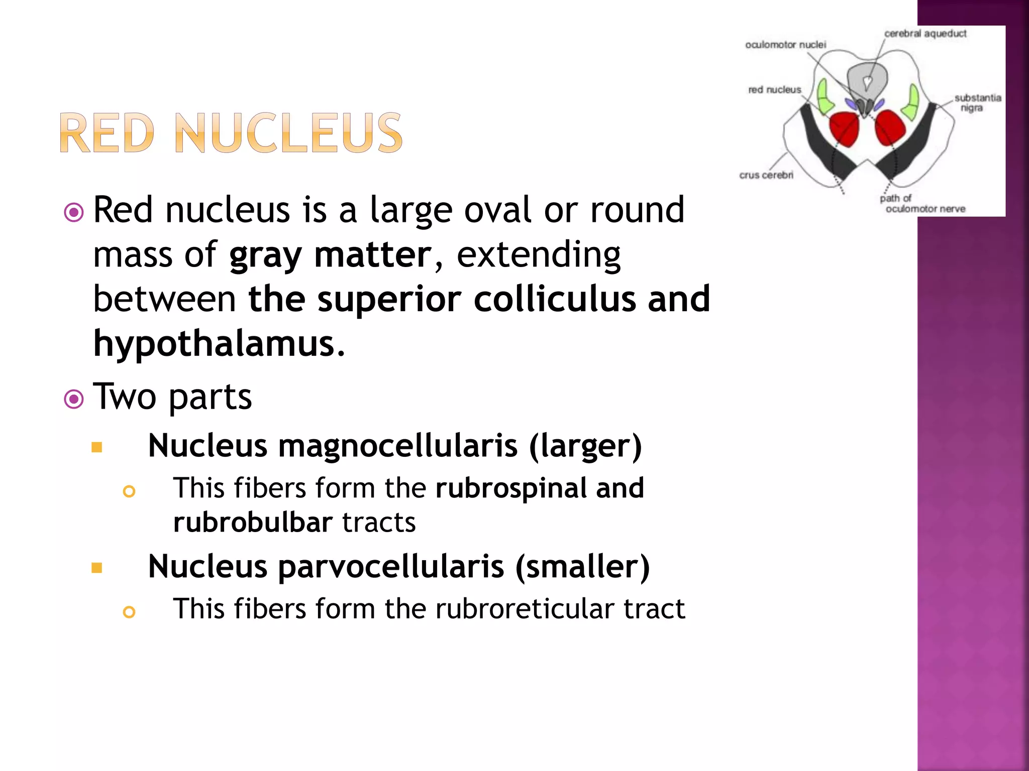  Red nucleus is a large oval or round
mass of gray matter, extending
between the superior colliculus and
hypothalamus.
 Two parts
 Nucleus magnocellularis (larger)
 This fibers form the rubrospinal and
rubrobulbar tracts
 Nucleus parvocellularis (smaller)
 This fibers form the rubroreticular tract
 