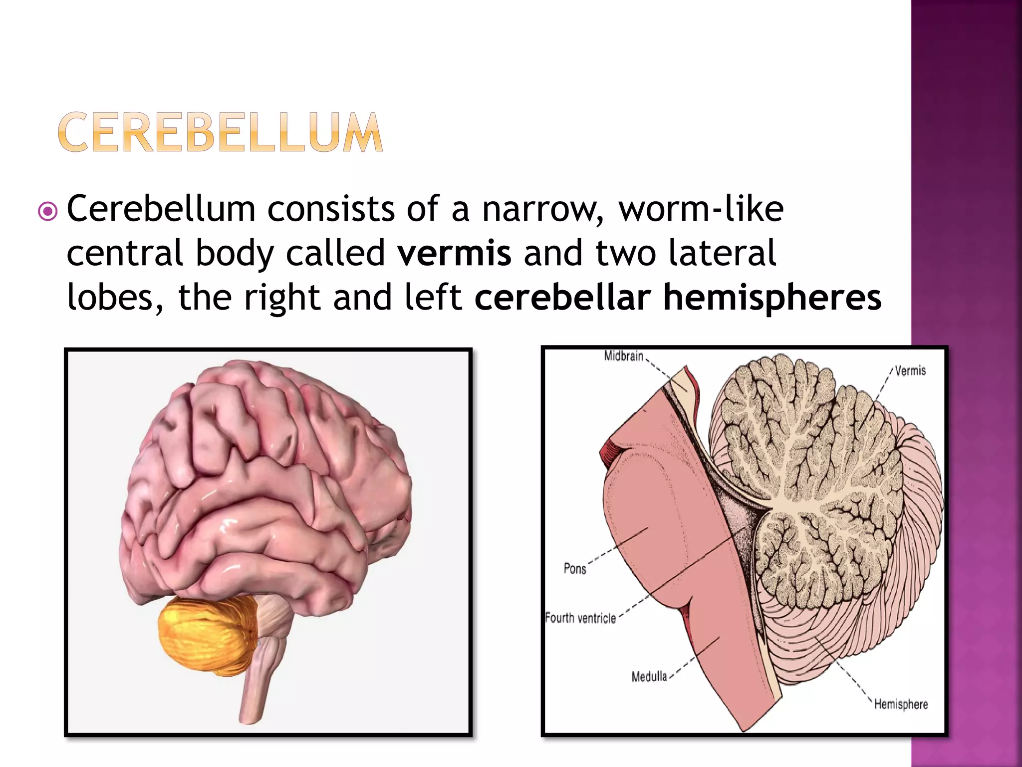 Cerebellum consists of a narrow, worm-like
central body called vermis and two lateral
lobes, the right and left cerebellar hemispheres
 