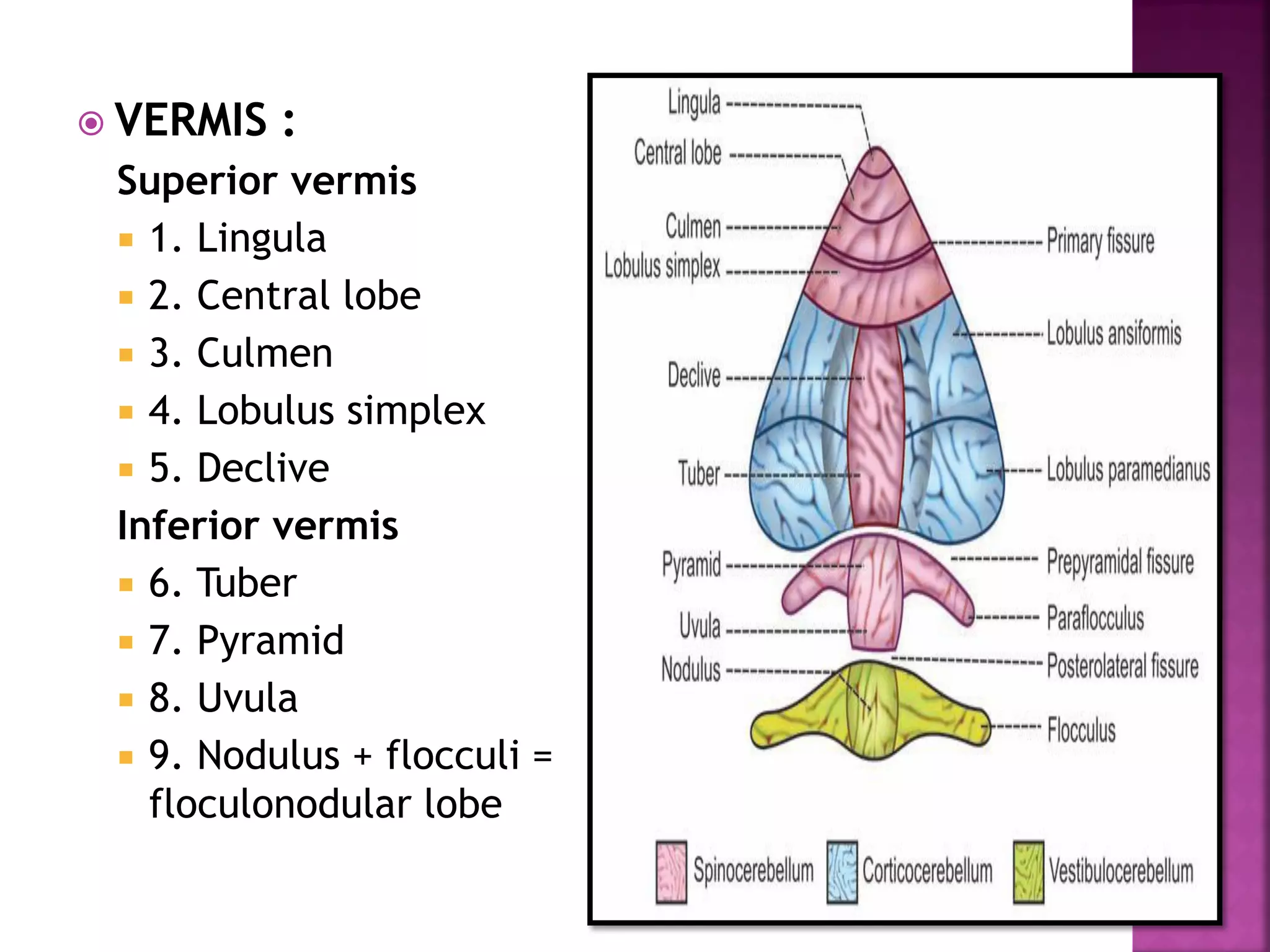  VERMIS :
Superior vermis
 1. Lingula
 2. Central lobe
 3. Culmen
 4. Lobulus simplex
 5. Declive
Inferior vermis
 6. Tuber
 7. Pyramid
 8. Uvula
 9. Nodulus + flocculi =
floculonodular lobe
 