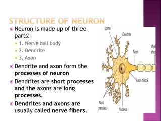  Neuron is made up of three
parts:
 1. Nerve cell body
 2. Dendrite
 3. Axon
 Dendrite and axon form the
processes of neuron
 Dendrites are short processes
and the axons are long
processes.
 Dendrites and axons are
usually called nerve fibers.
 