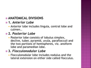  ANATOMICAL DIVISIONS
 1. Anterior Lobe
 Anterior lobe includes lingula, central lobe and
culmen..
 2. Posterior Lobe
 Posterior lobe consists of lobulus simplex,
declive, tuber, pyramid, uvula, paraflocculi and
the two portions of hemispheres, viz. ansiform
lobe and paramedian lobe.
 3. Flocculonodular Lobe
 Flocculonodular lobe includes nodulus and the
lateral extension on either side called flocculus.
 