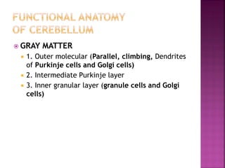  GRAY MATTER
 1. Outer molecular (Parallel, climbing, Dendrites
of Purkinje cells and Golgi cells)
 2. Intermediate Purkinje layer
 3. Inner granular layer (granule cells and Golgi
cells)
 