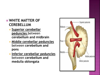  WHITE MATTER OF
CEREBELLUM
 Superior cerebellar
peduncles between
cerebellum and midbrain
 Middle cerebellar peduncles
between cerebellum and
pons
 Inferior cerebellar peduncles
between cerebellum and
medulla oblongata
 