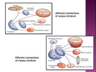 Afferent connections
of corpus striatum
Efferent connections
of corpus striatum
 