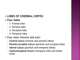  LOBES OF CEREBRAL CORTEX
 Four lobes
 1. Frontal lobe
 2. Parietal lobe
 3. Occipital lobe
 4. Temporal lobe
 Four main fissures and sulci
 Central sulcus (frontal and parietal lobes)
 Parieto-occipital sulcus (parietal and occipital lobe)
 lateral sulcus (parietal and temporal lobes)
 Callosomarginal fissure (temporal lobe and limbic
area)
 