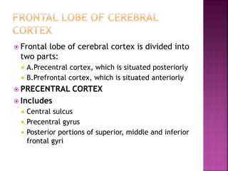  Frontal lobe of cerebral cortex is divided into
two parts:
 A.Precentral cortex, which is situated posteriorly
 B.Prefrontal cortex, which is situated anteriorly
 PRECENTRAL CORTEX
 Includes
 Central sulcus
 Precentral gyrus
 Posterior portions of superior, middle and inferior
frontal gyri
 