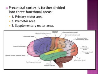  Precentral cortex is further divided
into three functional areas:
 1. Primary motor area
 2. Premotor area
 3. Supplementary motor area.
 