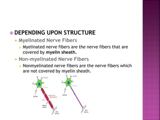  DEPENDING UPON STRUCTURE
 Myelinated Nerve Fibers
 Myelinated nerve fibers are the nerve fibers that are
covered by myelin sheath.
 Non-myelinated Nerve Fibers
 Nonmyelinated nerve fibers are the nerve fibers which
are not covered by myelin sheath.
 