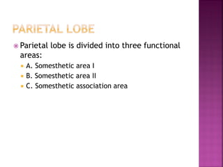  Parietal lobe is divided into three functional
areas:
 A. Somesthetic area I
 B. Somesthetic area II
 C. Somesthetic association area
 