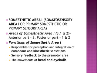  SOMESTHETIC AREA I (SOMATOSENSORY
AREA I OR PRIMARY SOMESTHETIC OR
PRIMARY SENSORY AREA)
 Areas of Somesthetic Area I (3,1 & 2)-
Anterior part – 3, Posterior part – 1 & 2
 Functions of Somesthetic Area I
 Responsible for perception and integration of
cutaneous and kinesthetic sensations
 Sensory feedback to the premotor area
 The movements of head and eyeballs
 