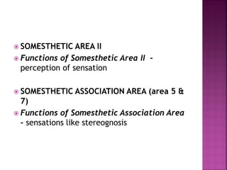  SOMESTHETIC AREA II
 Functions of Somesthetic Area II -
perception of sensation
 SOMESTHETIC ASSOCIATION AREA (area 5 &
7)
 Functions of Somesthetic Association Area
- sensations like stereognosis
 