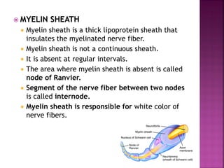  MYELIN SHEATH
 Myelin sheath is a thick lipoprotein sheath that
insulates the myelinated nerve fiber.
 Myelin sheath is not a continuous sheath.
 It is absent at regular intervals.
 The area where myelin sheath is absent is called
node of Ranvier.
 Segment of the nerve fiber between two nodes
is called internode.
 Myelin sheath is responsible for white color of
nerve fibers.
 