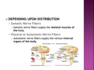  DEPENDING UPON DISTRIBUTION
 Somatic Nerve Fibers
 Somatic nerve fibers supply the skeletal muscles of
the body.
 Visceral or Autonomic Nerve Fibers
 Autonomic nerve fibers supply the various internal
organs of the body.
 