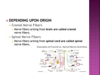  DEPENDING UPON ORIGIN
 Cranial Nerve Fibers
 Nerve fibers arising from brain are called cranial
nerve fibers.
 Spinal Nerve Fibers
 Nerve fibers arising from spinal cord are called spinal
nerve fibers.
 
