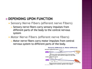  DEPENDING UPON FUNCTION
 Sensory Nerve Fibers (afferent nerve Fibers)
 Sensory nerve fibers carry sensory impulses from
different parts of the body to the central nervous
system
 Motor Nerve Fibers (efferent nerve fibers)
 Motor nerve fibers carry motor impulses from central
nervous system to different parts of the body.
 