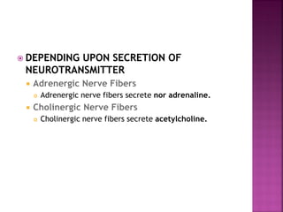  DEPENDING UPON SECRETION OF
NEUROTRANSMITTER
 Adrenergic Nerve Fibers
 Adrenergic nerve fibers secrete nor adrenaline.
 Cholinergic Nerve Fibers
 Cholinergic nerve fibers secrete acetylcholine.
 